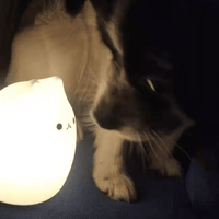 Veilleuse bébé - Veilleuse chat pour lumière d'intérieur – Une